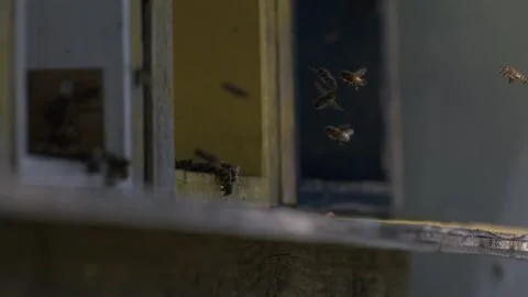 Slow motion of bees flying around a hive with detailed movement in a garden sett Stock Footage 342439685