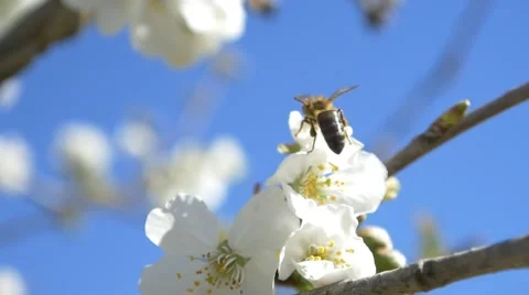 Slow motion bees flying bee pollen flowers cherry tree blossom sunny blue sky Video stock 49571947