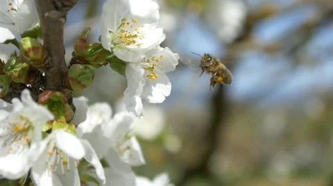 Slow motion bees flying bee pollen flowers cherry tree blossom spring background Video stock 49577544
