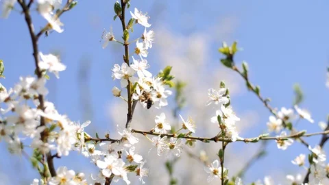Slow motion bees flying collecting pollen from flowers  Stock Footage 88306556