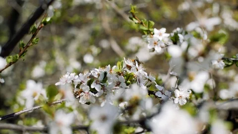 Slow motion bees flying collecting pollen from flowers  Stock Footage 88306680