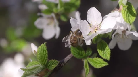 Slow motion bees flying collecting pollen from flowers cherry tree Stock Footage 130691817
