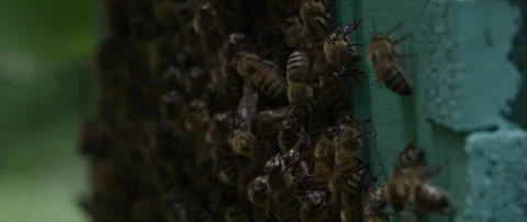 Slow Motion Bees Flying Stock Footage 264075639