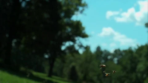 Slow motion bees Stock Footage 79596224