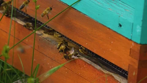 Slow motion bees  Stock Footage 139358995