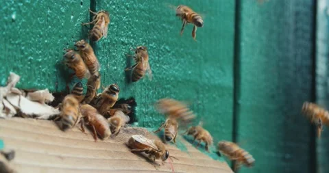 Slow motion of Bees getting inside the small hole of the wall going back and Vídeo Stock 136555669