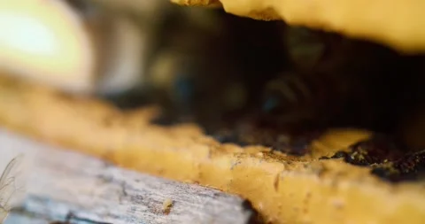 Slow motion of Bees getting inside the small hole of the wall going back and Vídeo Stock 137605730