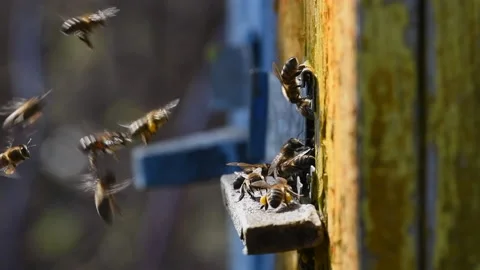 Slow motion of bees getting inside the small hole of beehive Stock Footage 152100920