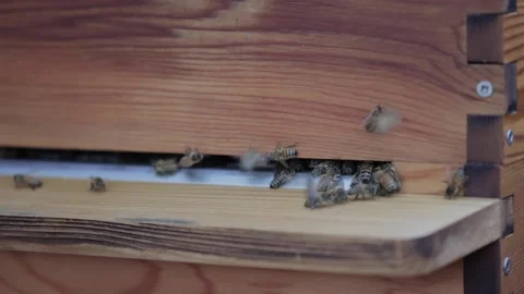 Slow Motion Bees into Hive Stock Footage 154022049