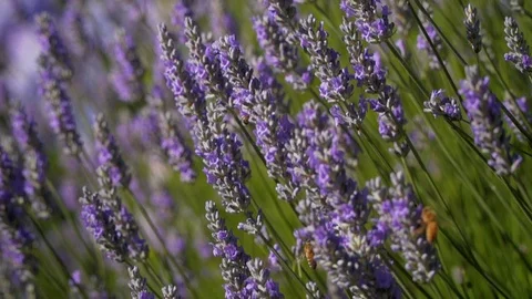 Slow motion bees on lavender Stock Footage 123553684