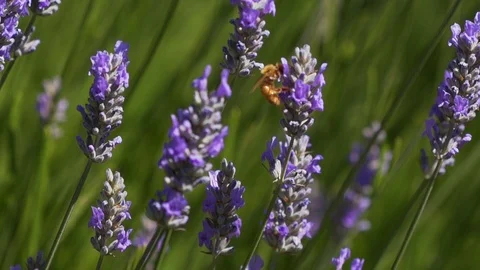 Slow motion bees on lavender Stock Footage 123553688