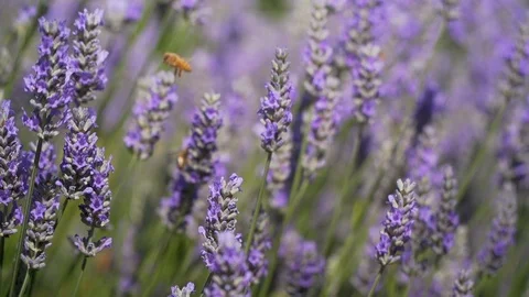 Slow motion bees on lavender Stock Footage 123553700