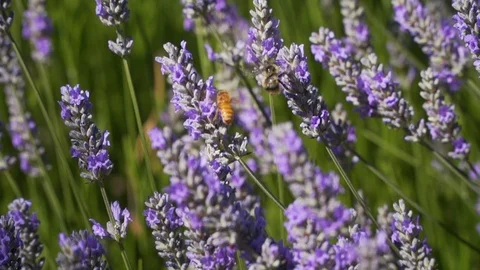 Slow motion bees on lavender Stock Footage 123553703