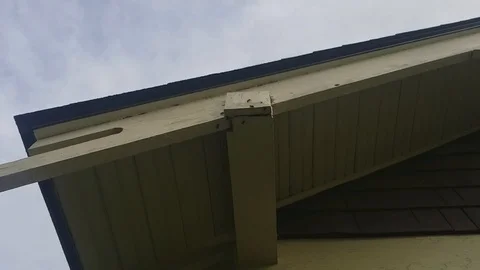 Slow motion bees nest Stock Footage 91831497