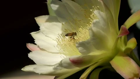 SLOW MOTION BEES NIGHT BLOOMING CACTUS FLYING WITH POLLEN Stockbeeldmateriaal 206191547