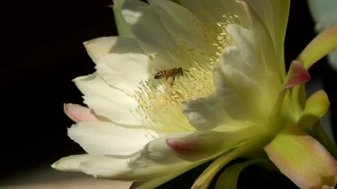 SLOW MOTION BEES NIGHT BLOOMING CACTUS FLYING WITH POLLEN Stockbeeldmateriaal 206192922
