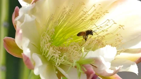 SLOW MOTION BEES NIGHT BLOOMING CACTUS FLYING WITH POLLEN Stockbeeldmateriaal 206192994