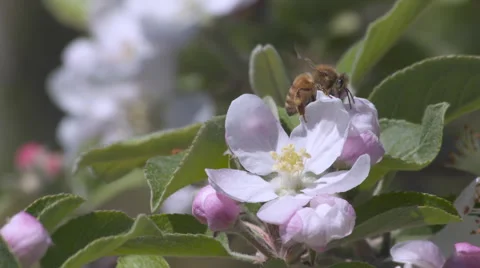 Slow motion bees in orchard pollination Video stock 56259125