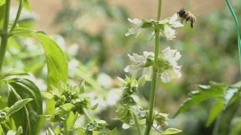 SLOW MOTION BEES WITH POLLEN Stockbeeldmateriaal 206835697