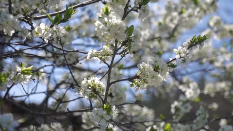 Slow motion bees pollinate fruit trees. The white flowers of the blackthorn. Stock-Footage 75803830