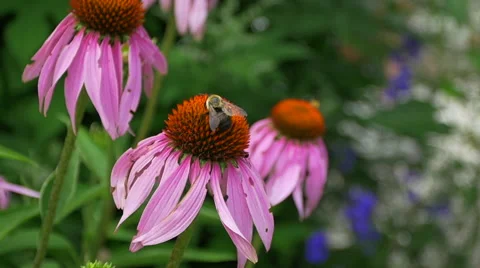Slow Motion bees pollinating purple flowers, Stock Footage 46101731