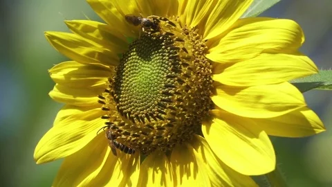 Slow Motion Bees on Sunflower Stock Footage 79577320