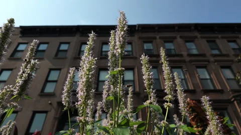 Slow motion bees swarm around pink flowers in front of Brooklyn brownstones Stock Footage 341895636