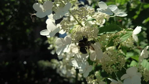 Slow motion bees wrestle on white flowers Stock Footage 342351058