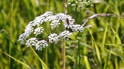 Slow motion. Beetles on a white flower. Stock Footage 156937954