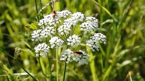 Slow motion. Beetles on a white flower. Stock Footage 156937957