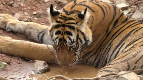 Slow Motion Bengal Tiger Drinking Water, Ranthambore Wildlife Puddle 스톡 동영상 329998879