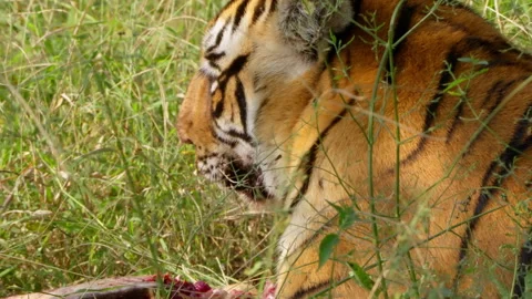 Slow Motion Bengal Tiger Eating Softshell Turtle, Rare Predator Behavior India, 스톡 동영상 330072811