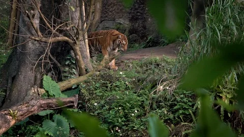Slow Motion of Bengal tiger walking in forest between trees. Nature wildlife-Dan Stock Footage 92043954
