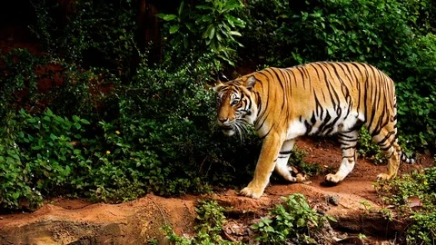 Slow-motion of bengal tiger walking in the forest Stock Footage 117982005