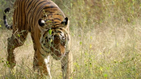 Slow Motion Bengal Tiger Walking in Jungle, Ranthambore Wildlife Movement, 스톡 동영상 329823237