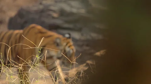 Slow Motion Bengal Tiger Walking in Jungle, Ranthambore Wildlife Movement, Vídeos de archivo 329825512