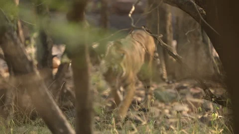 Slow Motion Bengal Tiger Walking in Jungle, Ranthambore Wildlife Movement, 스톡 동영상 329950651