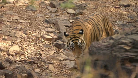 Slow Motion Bengal Tiger Walking in Jungle, Ranthambore Wildlife Movement, 스톡 동영상 329950775