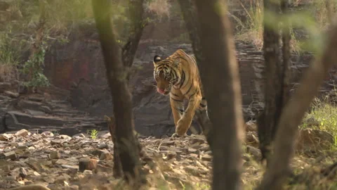 Slow Motion Bengal Tiger Walking in Jungle, Ranthambore Wildlife Movement, 스톡 동영상 329982953