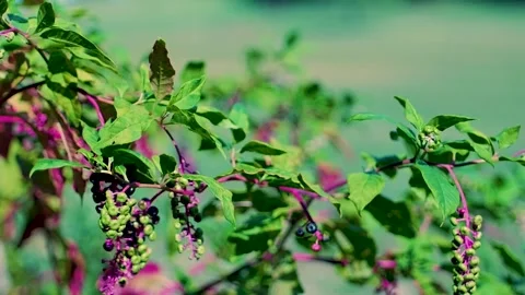 Slow Motion Berries &amp; Field Video stock 148111287