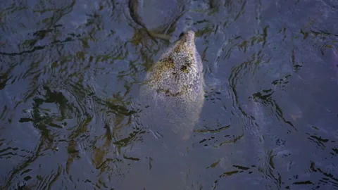 Slow motion big Asiatic softshell turtle and fish swimming in pond for eating fo Vídeo Stock 134525865