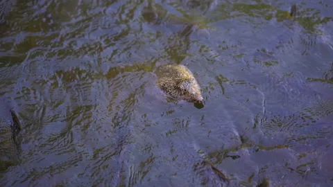 Slow motion big Asiatic softshell turtle and fish swimming in pond for eating fo Stock Footage 134527172