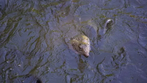 Slow motion big Asiatic softshell turtle and fish swimming in pond for eating fo Stock Footage 134527333