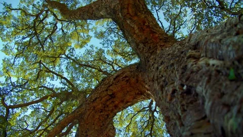 SLOW MOTION: A big beautiful tree with a long branches. Stock Footage 235533575