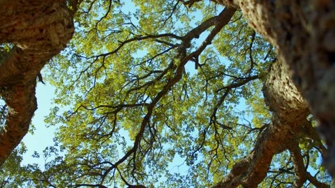 SLOW MOTION: A big beautiful tree with a long branches. Sunlight shines thr.. Stock Footage 264927613