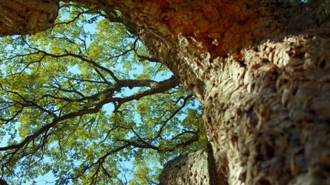 SLOW MOTION: A big beautiful tree with a long branches. Stock Footage 302920645