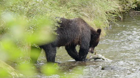 Slow motion: Big brown bear rips skin off spawning salmon and eats it Stock Footage 285147660