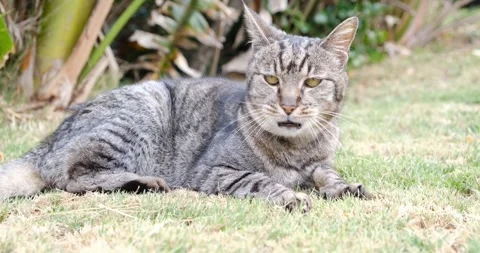 Slow Motion Big Cat Moving Gracefully While Resting in Grass Stock Footage 324559661
