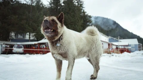 Slow motion of big dog with brown face standing in snowy path looking up Stock Footage 129112746