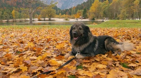 Slow motion, big dog lying infront a lake in autumn leaves Stock Footage 56242979